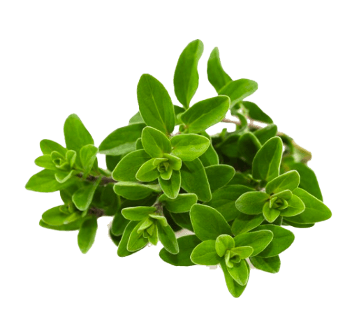 Frozen Oregano