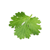 Frozen Coriander