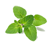 Frozen Oregano